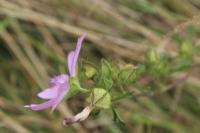 Malva moschata