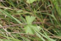 Malva moschata