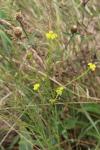 Erysimum cheiranthoides