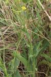 Erysimum cheiranthoides