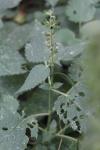 Stachys sylvatica