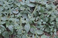 Stachys sylvatica