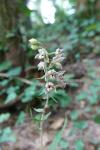 Epipactis helleborine