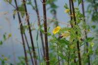 Pulicaria dysenterica
