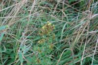 Hypericum tetrapterum