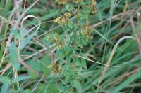 Hypericum tetrapterum