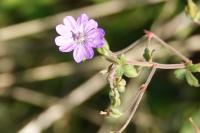 Geranium molle