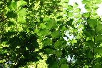 Ulmus glabra