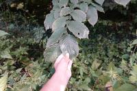 Ulmus glabra