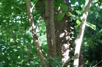 Ulmus glabra
