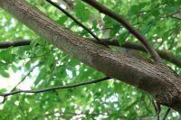 Ulmus glabra