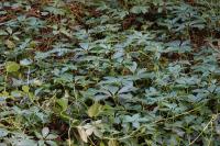 Parthenocissus inserta
