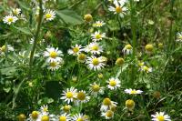 Tripleurospermum inodorum