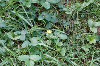 Potentilla indica