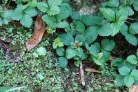 Potentilla indica