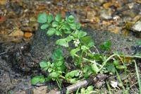 Nasturtium officinale