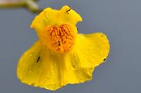 Utricularia neglecta
