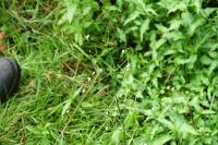 Alisma plantago-aquatica