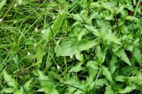 Alisma plantago-aquatica