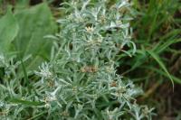 Gnaphalium uliginosum