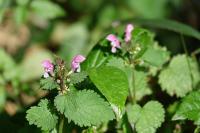 Lamium maculatum