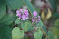 Lamium maculatum