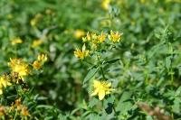 Hypericum maculatum