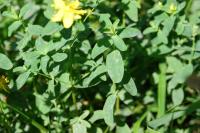 Hypericum maculatum