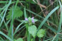 Lamium