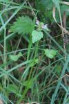 Lamium