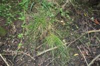 Carex remota