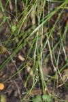 Carex remota
