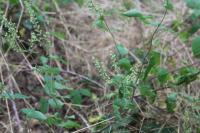 Teucrium scorodonia
