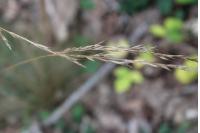 Festuca heterophylla