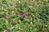 Cirsium acaulon