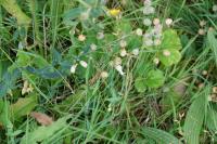 Silene vulgaris