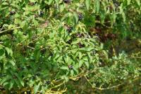 Cornus sanguinea
