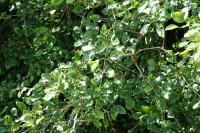 Rhamnus cathartica
