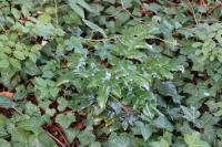 Berberis aquifolium