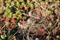 Trifolium arvense