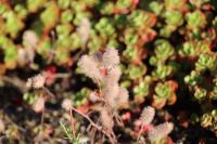 Trifolium arvense