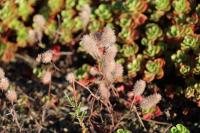 Trifolium arvense