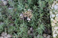 Sedum album