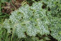 Silybum marianum