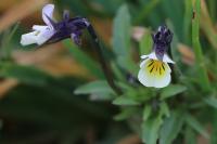 Viola arvensis