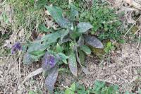 Pulmonaria longifolia
