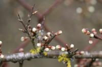 Prunus spinosa