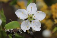 Prunus spinosa