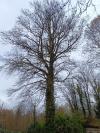 Fagus sylvatica