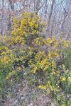 Ulex europaeus
